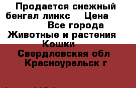 Продается снежный бенгал(линкс) › Цена ­ 25 000 - Все города Животные и растения » Кошки   . Свердловская обл.,Красноуральск г.